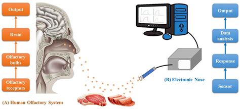 Foods Free Full-Text E-nose, E-tongue Combined with GC-IMS …