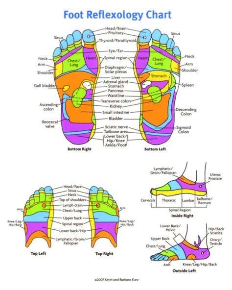 Foot Chart Reflexology Free