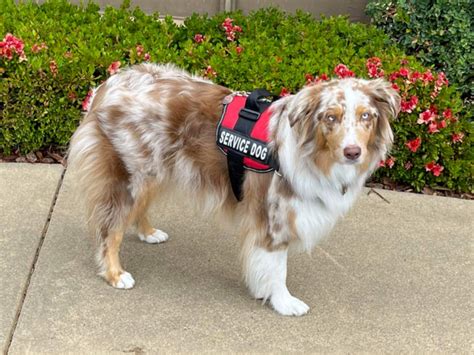 Foothill Aussies Reels, Cool, California. 1,728 likes · 236 talking about this · 5 were here. service and therapy dog breeder. Business license in el dorado County.. Watch the latest reel from.... 