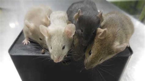 For 1st time, scientists create mice with cells from 2 males