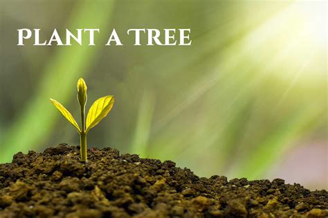 For Arbor Day, plant a tree resilient to climate change