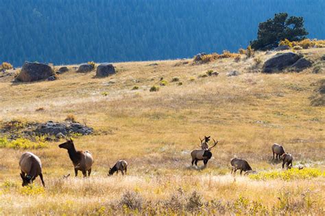 For Predators, Montana