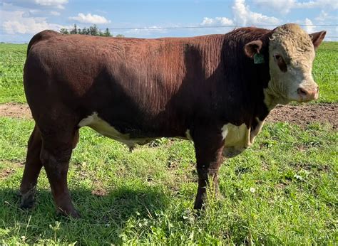 For Sale Lenth Herefords