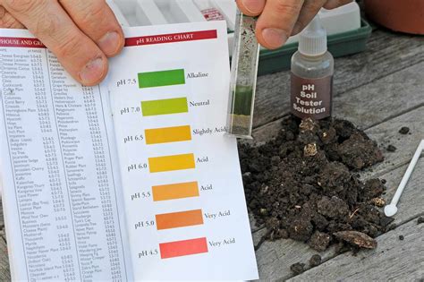 For healthy plants, test your garden’s soil for pH level