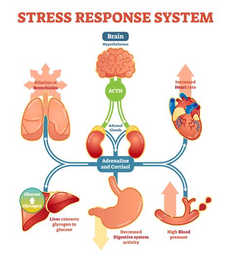 For mammals, the response to a stressor, which can be physical or emotional, as for example infections, burns or anger 33 involves the hypothalamic—pituitary—adrenal axis reactivity e