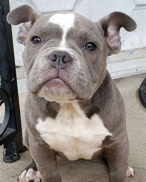For sale american bully puppies. How much do American Bully puppies cost in Rochester, NY? The typical price for American Bully puppies for sale in Rochester, NY may vary based on the breeder and individual puppy. On average, American Bully puppies from a breeder in Rochester, NY may range in price from $2,750 to $4,000. …. Read more. 