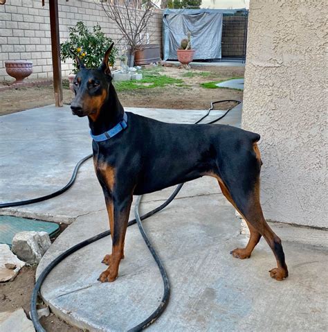 For sale doberman. The typical price for Doberman Pinscher puppies for sale in St. Louis, MO may vary based on the breeder and individual puppy. On average, Doberman Pinscher puppies from a breeder in St. Louis, MO may range in price from $3,000 to $4,000. …. 