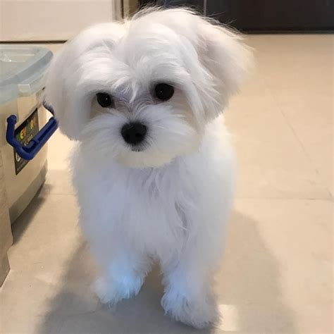 For sale maltese. How many minutes per day do I need to train Naples Malteses for sale? Training a Maltese requires varying amounts of time depending upon a number of factors. Generally speaking, devoting at least 30 minutes to training your Maltese every day is a good place to start. If you are working with your pup on basic obedience, you may want to minimize ... 