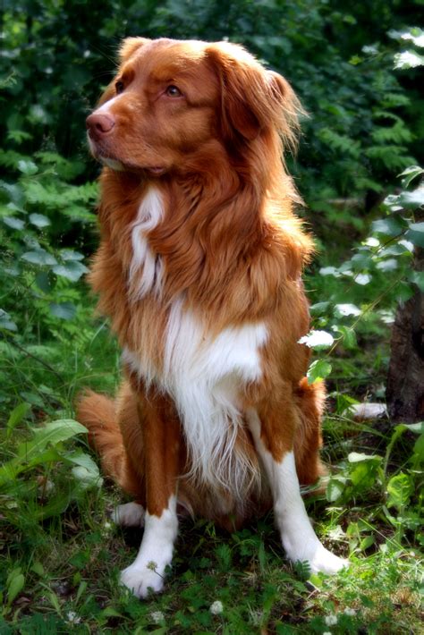 Considered a rare breed, the Nova Scotia Duck Tolling Retriever is the smallest of the Retriever breeds. This true Canadian Breed was developed in the Acadian community of Little River Harbour in Yarmouth County, Nova Scotia, at the beginning of the 19th century. The Nova Scotia Duck Tolling Retriever was originally referred to as the “Little .... 