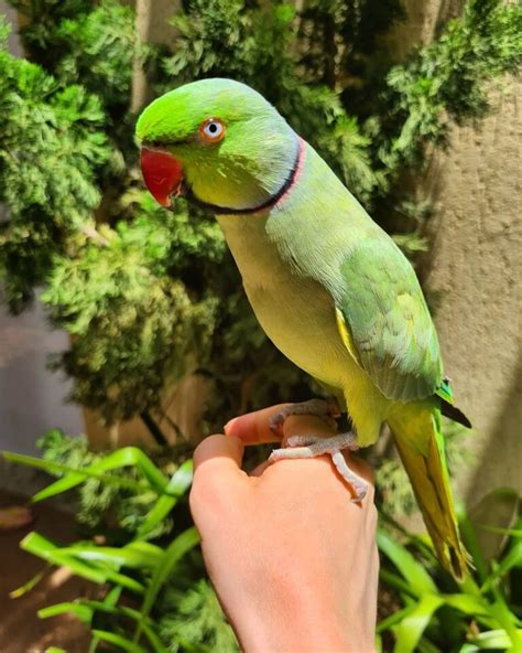 We Have 6 Pair Of Indian Ringneck Currently Set Up. Blow Is The Colors Of Our Pairs And The Colors Of Babies Each Pair Will Produce. Our Indian Ringneck Rage From $495 to …. 