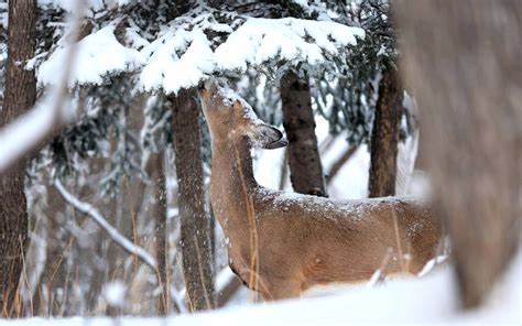 For success in Minnesota’s deer hunt, head south