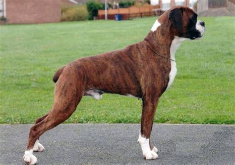 For the complete list please see our List of Boxer Breeders page