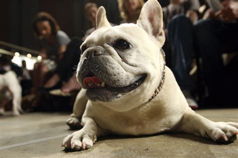 For the first time in decades, America has a new favorite dog breed — and it’s a controversial one