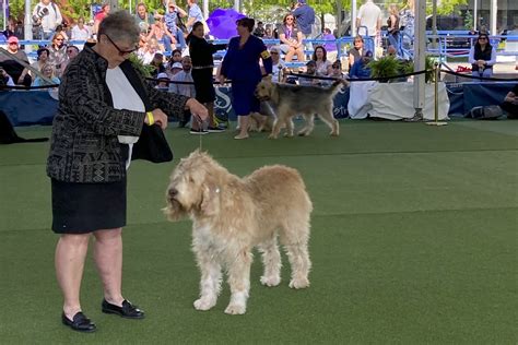 For these hounds and humans, dog show a couples’ competition