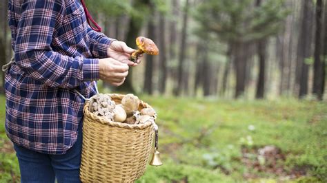 Foraging Secrets On How To Forage For Mushrooms
