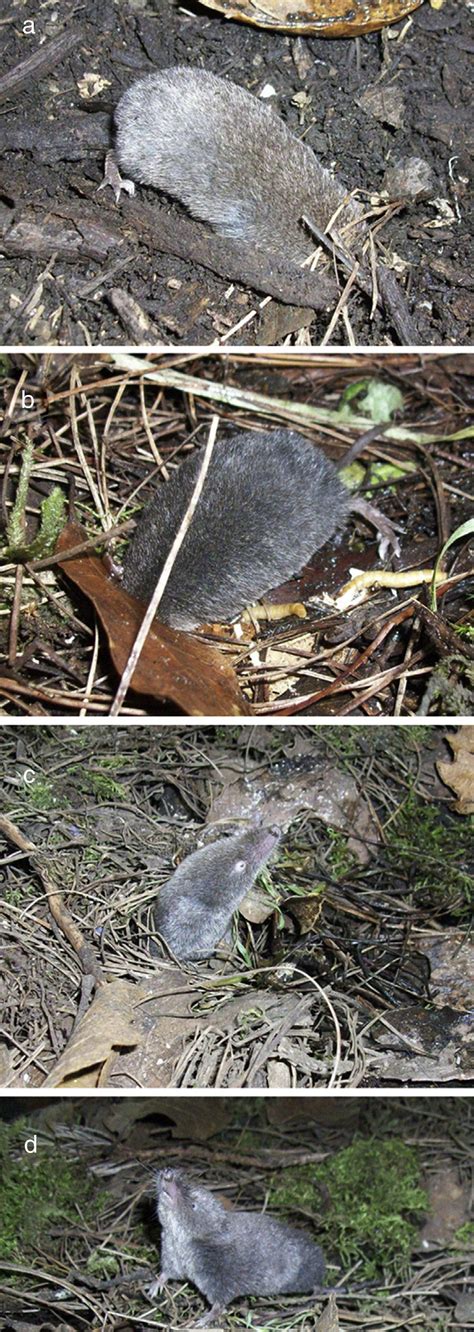 Foraging behaviour of shrews - JSTOR