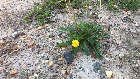 Foraging for Dandelions Mossy Oak