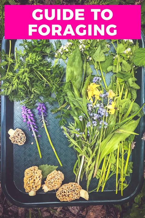 Foraging the ultimate beginners guide to master edible wild plants foraging foraging for beginners survival. - Capital budgeting and finance a guide for local.