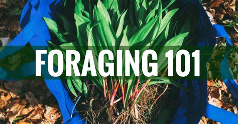 Foraging the ultimate guide for foragers learn how to find wild edible plants and berries plus amazing foraging. - The lean six sigma pocket toolbook a quick reference guide to nearly tools for improving quality and speed.