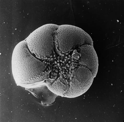 Foraminifera darjisimone