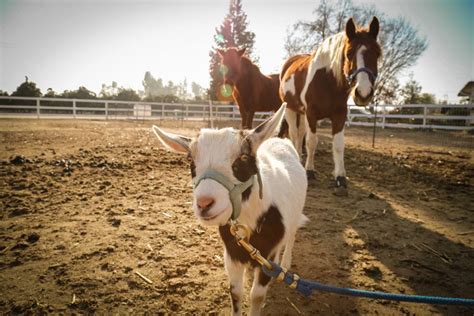 Ford Farms Mobile Petting Zoo & Pony Rides - Exeter, CA