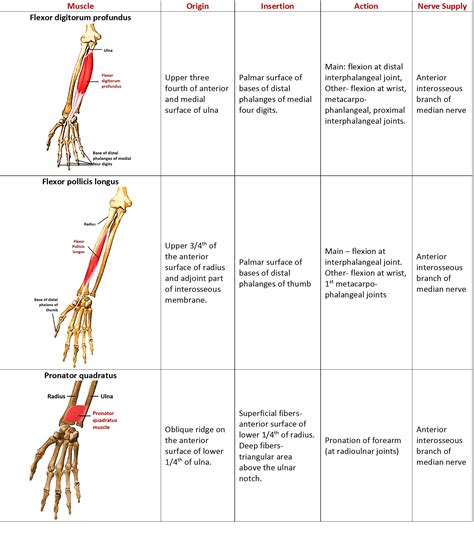 Forearm Flexor and Extensor Compartments Anatomy QA