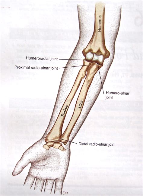 1. Radius or ulna alone without radioulnar joint disruption. 2. Radius or ulna alone with associated radioulnar joint disruption. 3. Nonunion of one forearm bone with malunion of the other. 4. Both bone nonunions. Each of these may be further subgrouped according to Weber and Çech's classification 6 into.. 