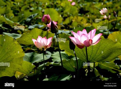 Foreign Lotus Onlyfans Leak
