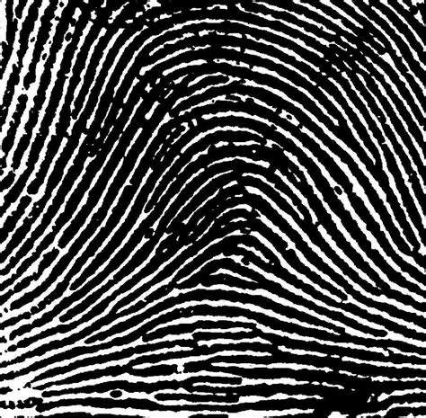 Forensics project Basic shapes and patterns of fingerprints