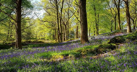 Forest Bathing in the Rusland Valley in Cumbrian In Cumbria