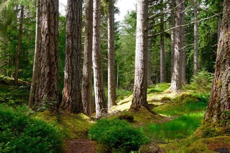 Forest Management Scottish Woodlands