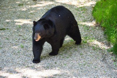 Forest Ranger hazes hungry bear at campground