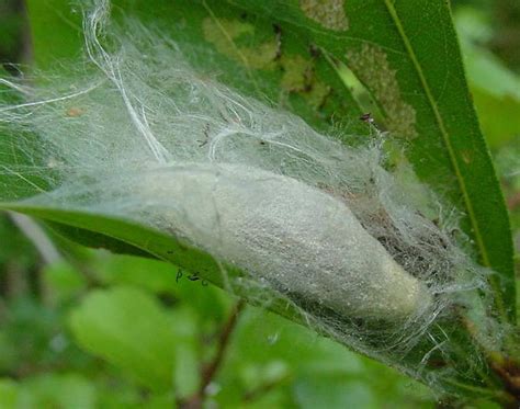 Forest Tent Caterpillar Cocoon: A Natural Wonder