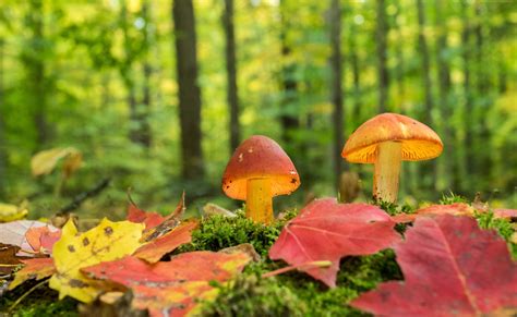 Forest mushrooms. In a medium mixing bowl, whisk together eggs, half-and-half and stock; pour over bread and let stand at least 1/2 hr., up to 1 hr. Bake in preheated 350° oven, uncovered, until set (30-35 min.); allow to stand 10 min. before slicing and serving. Larry Stickney's Chanterelle Sorbet. Heat 1 quart of water to boil. 