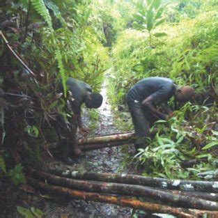 Forest research in the bajo calima concession. - Yamaha sh50 razz service repair manual 1987 2000 download.