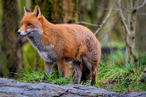 🔥 [HD] Forest-Fox Leaked