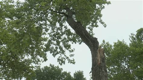 Forestry Division employee shortage affects tree limb cutting, pick-up