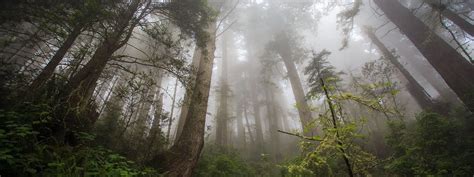 Forever Twilight in Forks Festival - The Olympic Peninsula, WA