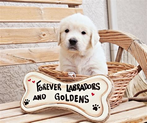 Forever labradors and goldens. EMAIL forever_labradors@live.com IF INTERESTED. English Cream/White Golden Retriever boy Ready Nov 3. Advanced reservations for Labradors Ready Dec-Feb: cream-yellow, chocolate, yellow, black, silver, charcoal. 1000’s OF REFERENCES ON OUR FB, GOOGLE, etc, as we offer OUTSTANDING tempered, OFA,& genetic disease tested puppies! Licensed in CO. $1675-$1875 Labs and Goldadors. $2775 Goldens ... 
