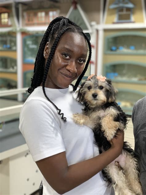 Visit Forever Love Puppies today to adopt beautiful Shihpoo F1B puppies for sale in Ft. Lauderdale! Our Shihpoo F1B puppies come from top Shihpoo F1B dog breeders.. 
