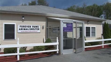 Forever paws animal shelter. Forever Paws is a non-profit shelter that cares for stray, abused, or abandoned animals in Fall River and New Bedford. It offers no-kill practices, comprehensive treatment, and … 