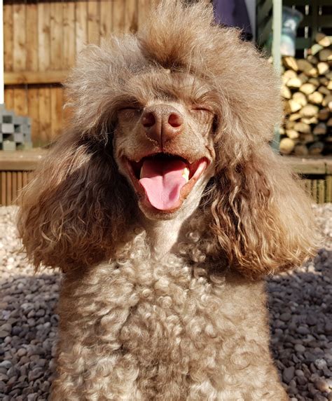 Poodles are one of the most popular breeds of dogs, and they make wonderful pets. If you’re looking for a free poodle puppy in your area, there are several places you can look. Here are some tips on where to find free poodle puppies in your.... 