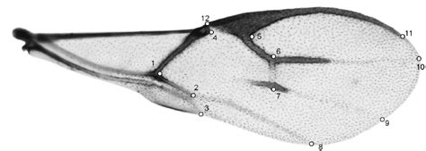 Forewing Definition & Meaning YourDictionary