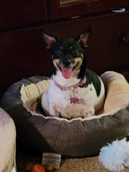 Eleanor is a tiny 7 yr old 7 lb sweet girl and she is ADORABLE. Eleanor is affectionate, playful, and can be silly. Requirements: Available in the DFW area only. Prefer work/stay at home parent. Fenced in backyard. No large dogs.