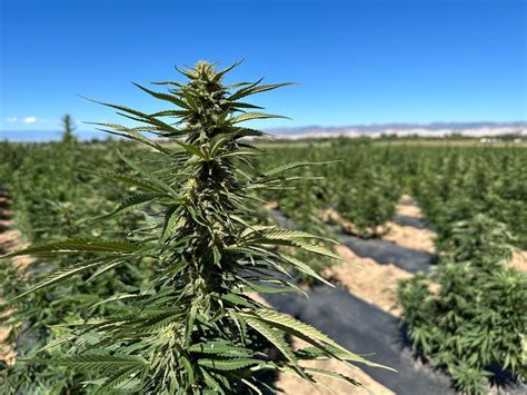 Forget pick-your-own apples. Colorado farm allows locals to harvest hemp this weekend