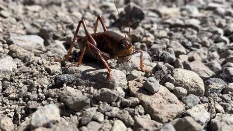 Forget swarms of cicadas. Millions of Mormon crickets are ... - KSL