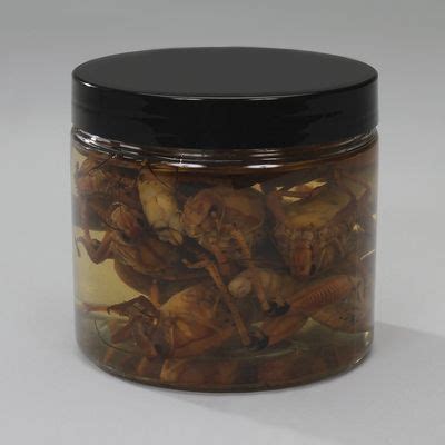 Formalin Grasshoppers, Plain, Pail of 100 Carolina.com