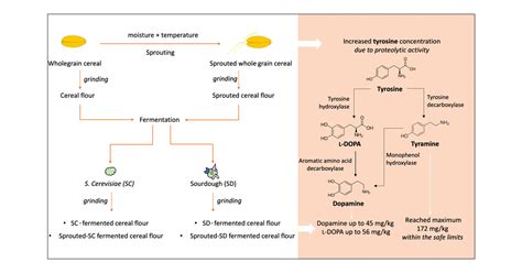 Formation of Bioactive Tyrosine Derivatives during Sprouting and. 