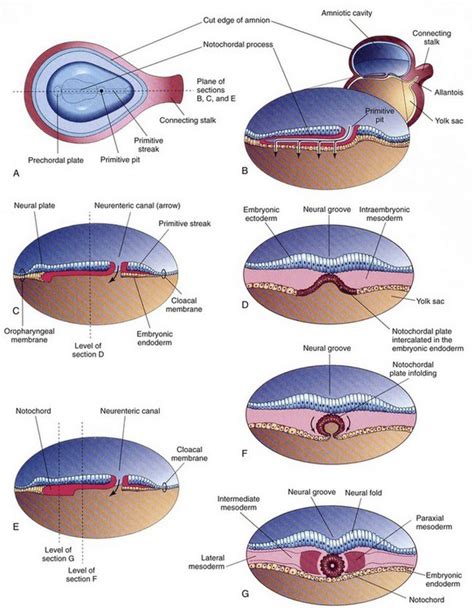 Formation of the notochord in living ascidian embryos