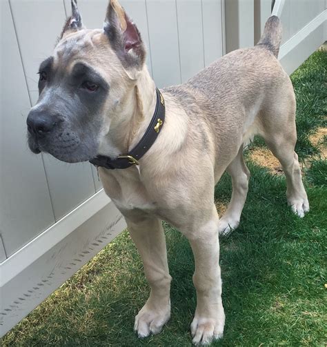 If you're looking for a loyal, protective, and loving dog, the Formentino Cane Corso is the perfect breed for you! This guide will tell you everything you need to know about the …. 